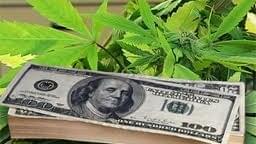 California mayor charged for accepting medical marijuana bribes