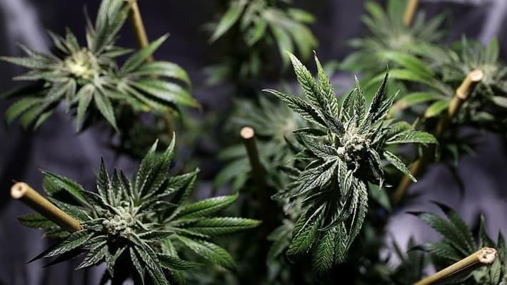 California To Vote On Legalizing Recreational Marijuana
