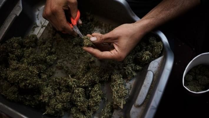 Californians Legalize Marijuana in Vote That Could Echo Nationally