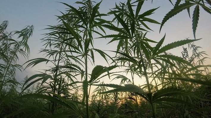 Can Cannabis Save the Planet? Hemp Alternatives You Should Know About