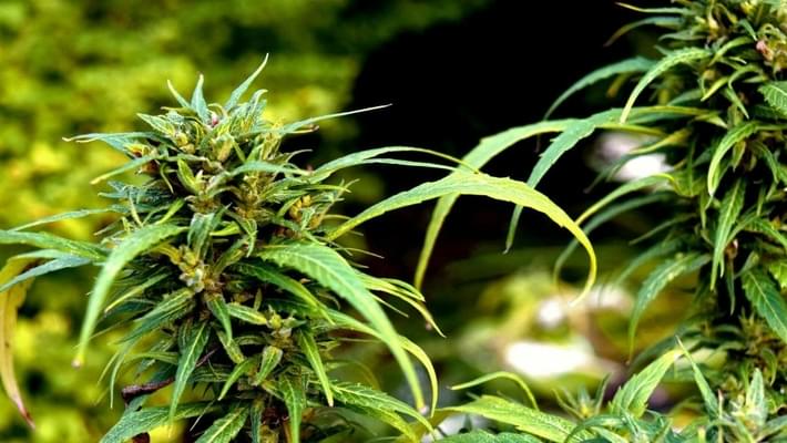 Can Light Deprivation Actually Help When Growing Weed?