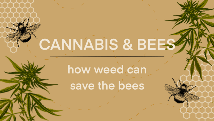 Cannabis & Bees: How Weed Can Save the Bees