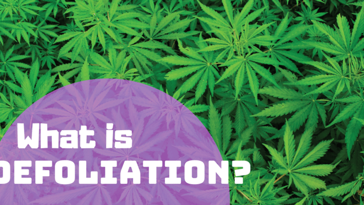 Cannabis Growers Guide: What is Defoliation?