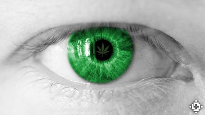 Cannabis May Help Delay Retinal Degeneration, Vision Loss