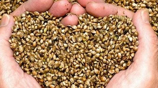 Cannabis Seeds 101: How to Find and Grow the Best Seeds