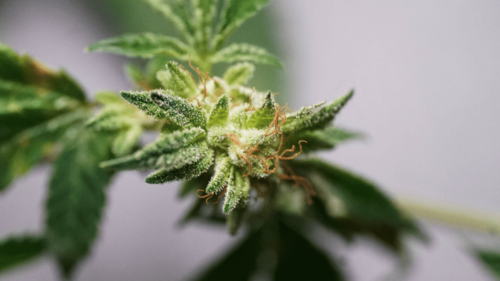 Cannabis Strains: How Reliable are Weed Strain Names?