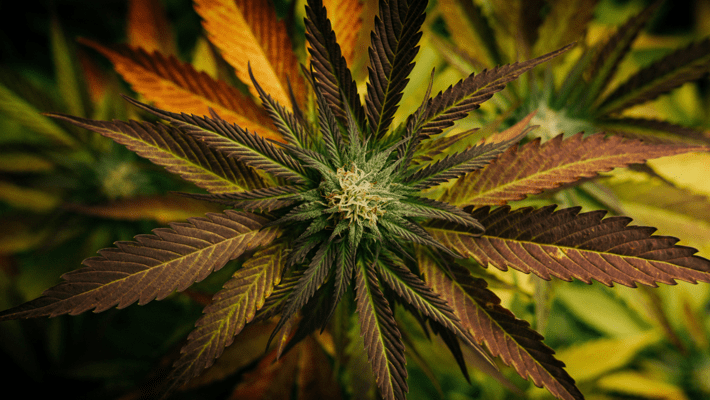 Cannabis Terms: Where Does Ganja Come From?