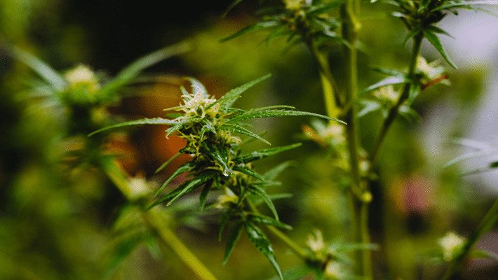 Cannabis Terpenes: Can Humelene Help With Cancer Treatment?
