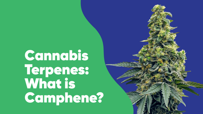 Cannabis Terpenes: What is Camphene?