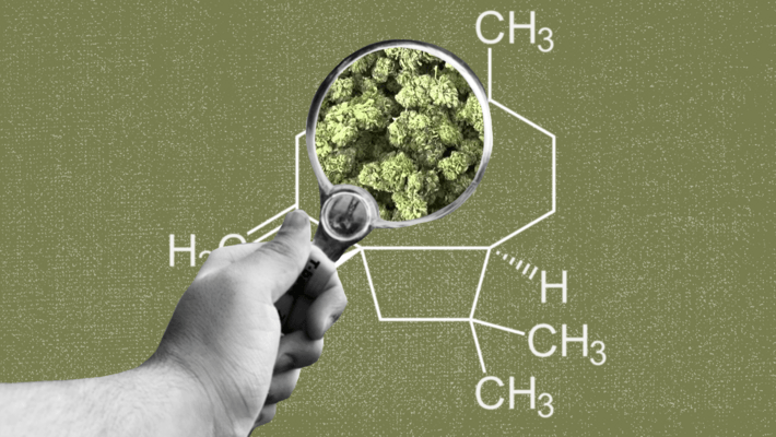Cannabis Terpenes: What is Caryophyllene?