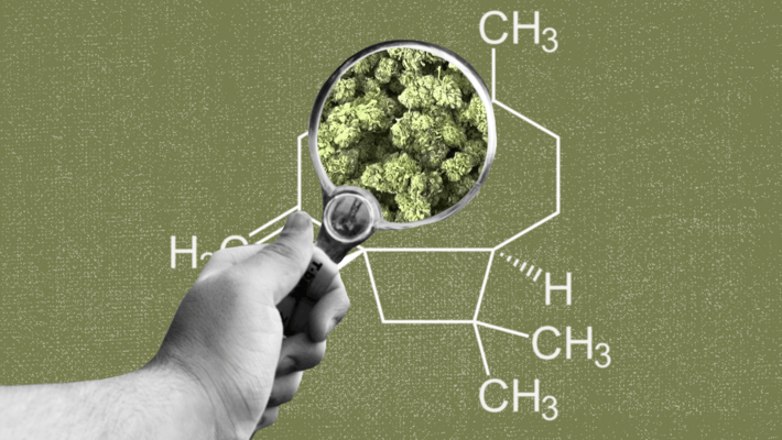 Gorilla Glue Terpenes, Rich in Caryophyllene