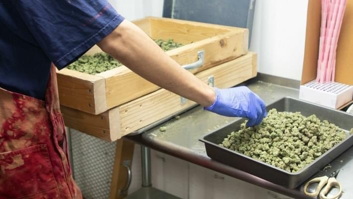 Careers in Cannabis: How to Become a Trimmer