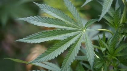 Chemicals in marijuana could help treat multiple sclerosis 