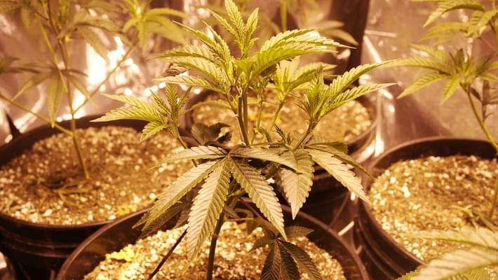 City Council votes against new marijuana businesses