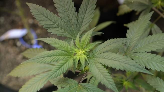 Colo. lawyers get official OK to work with pot businesses