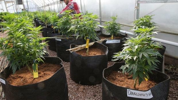 Colorado Colleges Ask Feds For Permission To Grow Pot