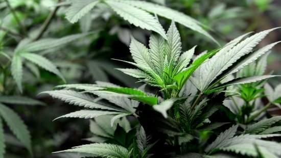 Colorado Health Board Votes 'No' on Treating PTSD With Marijuana