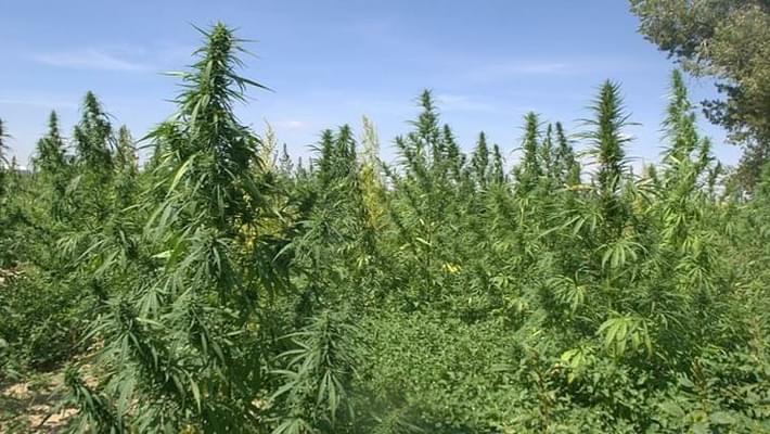 Colorado Introduces First Hemp Seed Approval System in Country