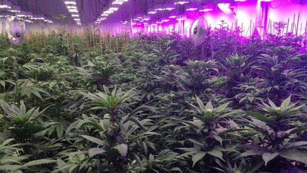 Colorado set to prohibit marijuana co-op growing operations