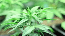 Colorado will spend $10 million researching marijuana's medical benefits