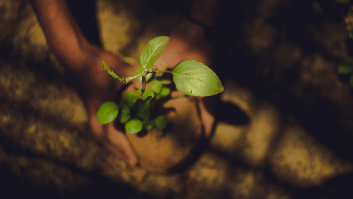 Companion Planting: What Plants Should I Grow Next to Cannabis?