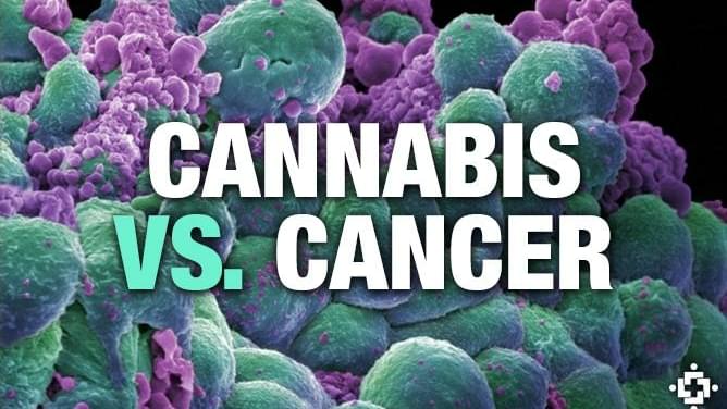 Corporate Involvement In Using Cannabis Medicine To Treat Cancer