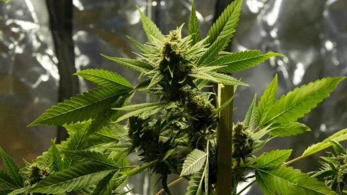 Croatia legalises marijuana for medical use