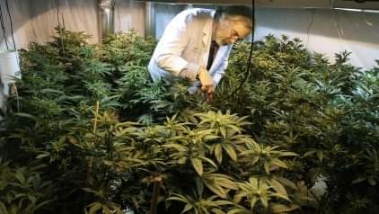 Cuomo the final hurdle for emergency access to medical marijuana