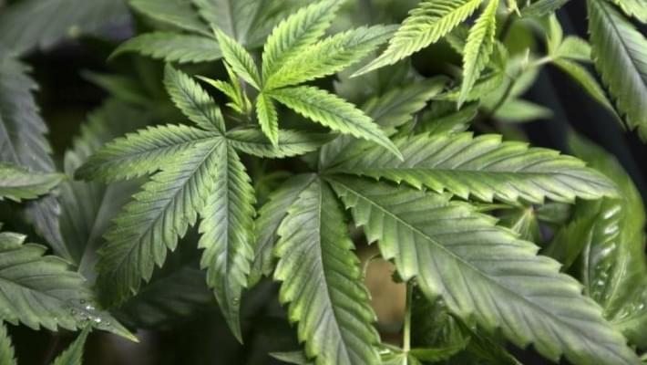 DC Council Considers Marijuana Clubs