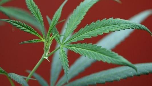 DEA approves PTSD marijuana study