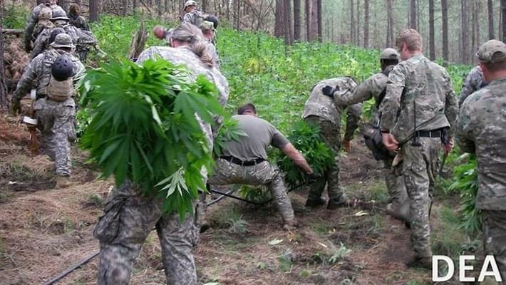 DEAâ€™s marijuana-eradication program still targets Washington, where (some) pot is legal