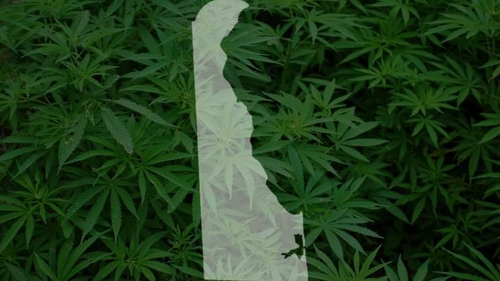 Delaware judge says fired medical marijuana user can pursue lawsuit