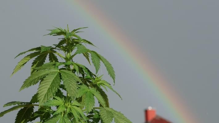 Denverâ€™s newest 'social pot' business could be a marijuana spa