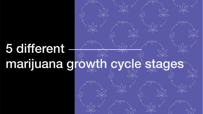 5 Different Marijuana Growth Cycle Stages