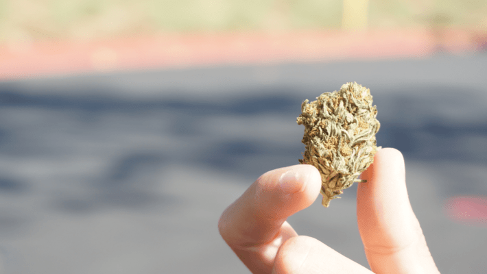 Does Weed Expire? How Long Does Cannabis Stay Good?