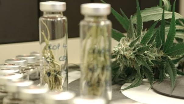 Drug Made From Cannabis Could Treat Schizophrenia