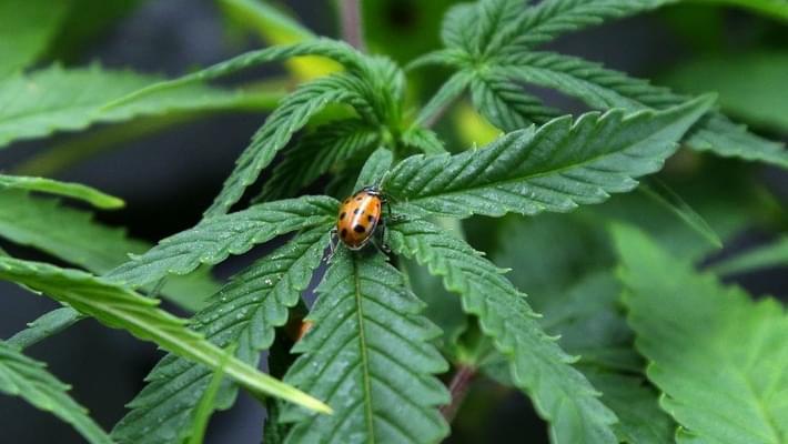 Feds Stick To Court Argument That Marijuana Is Dangerous