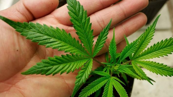 First-ever Greenville medical marijuana rally this weekend