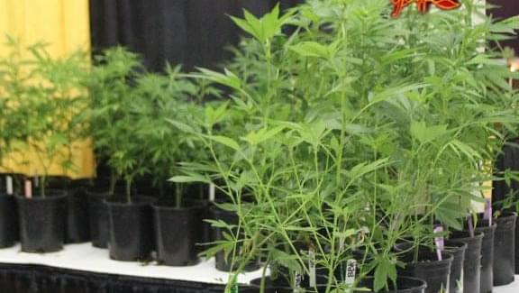 Florida judge rules Tampa cancer patient can grow his own marijuana