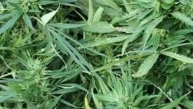 Florida Senate passes bill to legalize strain of marijuana to treat seizures