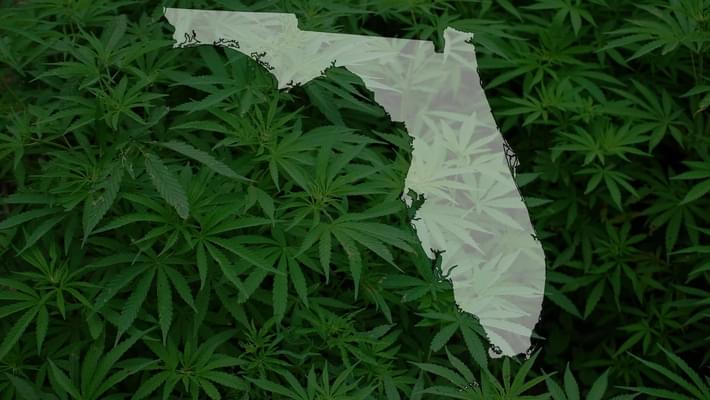 Florida To Announce Legalization Of Medical Marijuana Flower