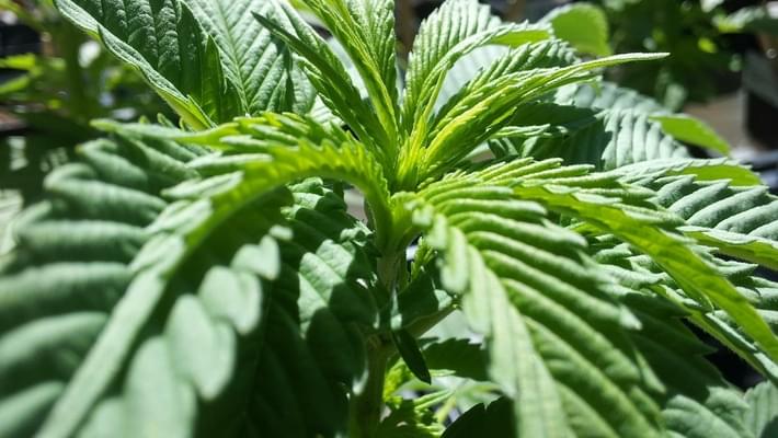 Gardeners tackle first recreational marijuana season