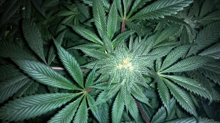 Georgia city votes to decriminalize marijuana
