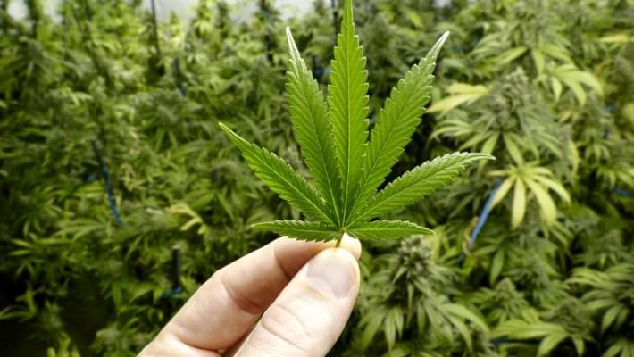 Gov. McAuliffe expected to sign marijuana reforms