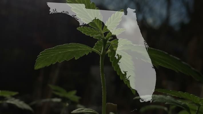 Gov. Scott signs medical marijuana plan