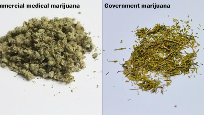 Government marijuana looks nothing like the real stuff. See for yourself.