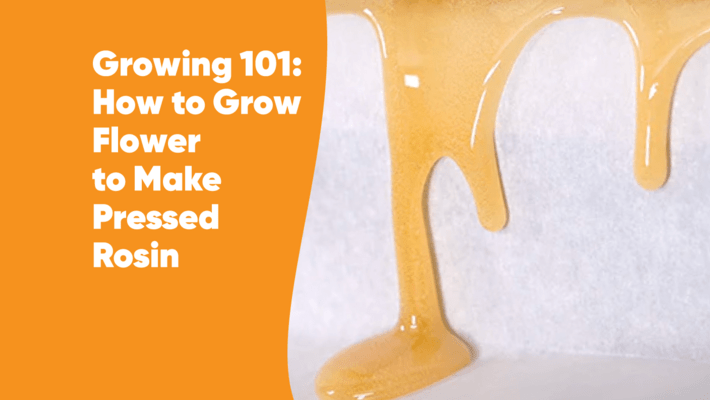 Growing 101: How to Grow Flower to Make Pressed Rosin
