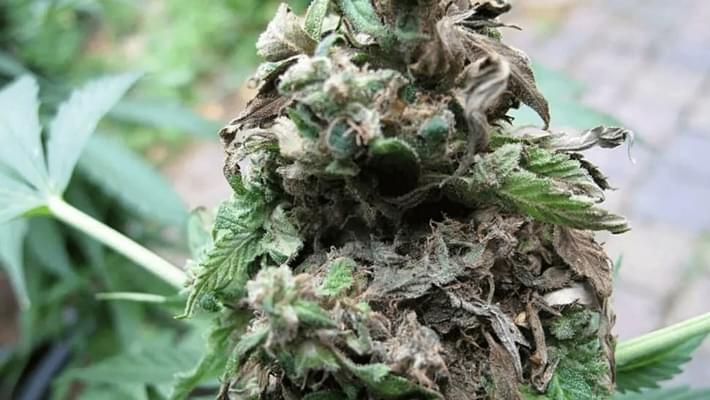 Growing 101: How to Prevent & Fix Bud Rot