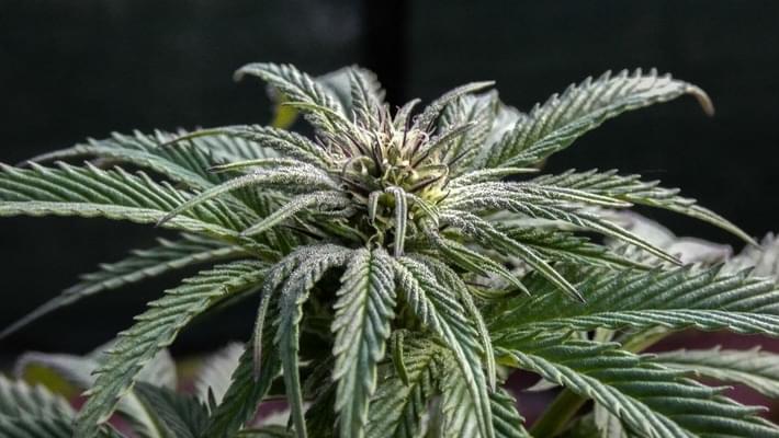 Growing Cannabis 101: How to Grow Weed Outside