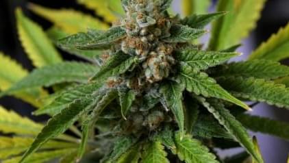Guam Legalizes Medical Marijuana